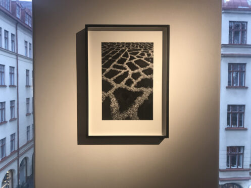 XXXI-IMG_7876
